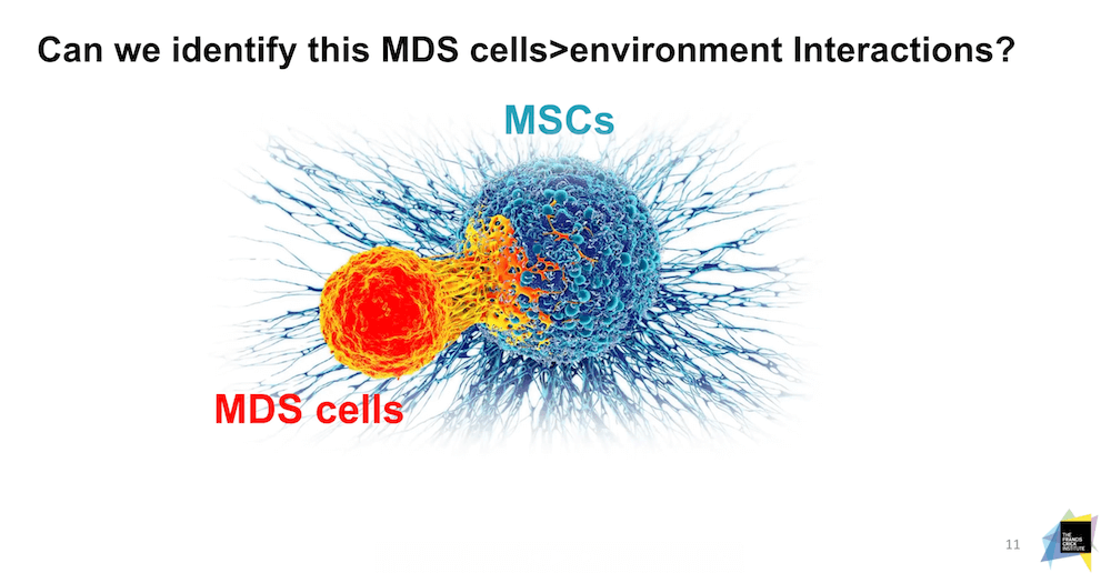 Groundbreaking research: is the bone marrow environment key in Myelodysplastic Syndromes?